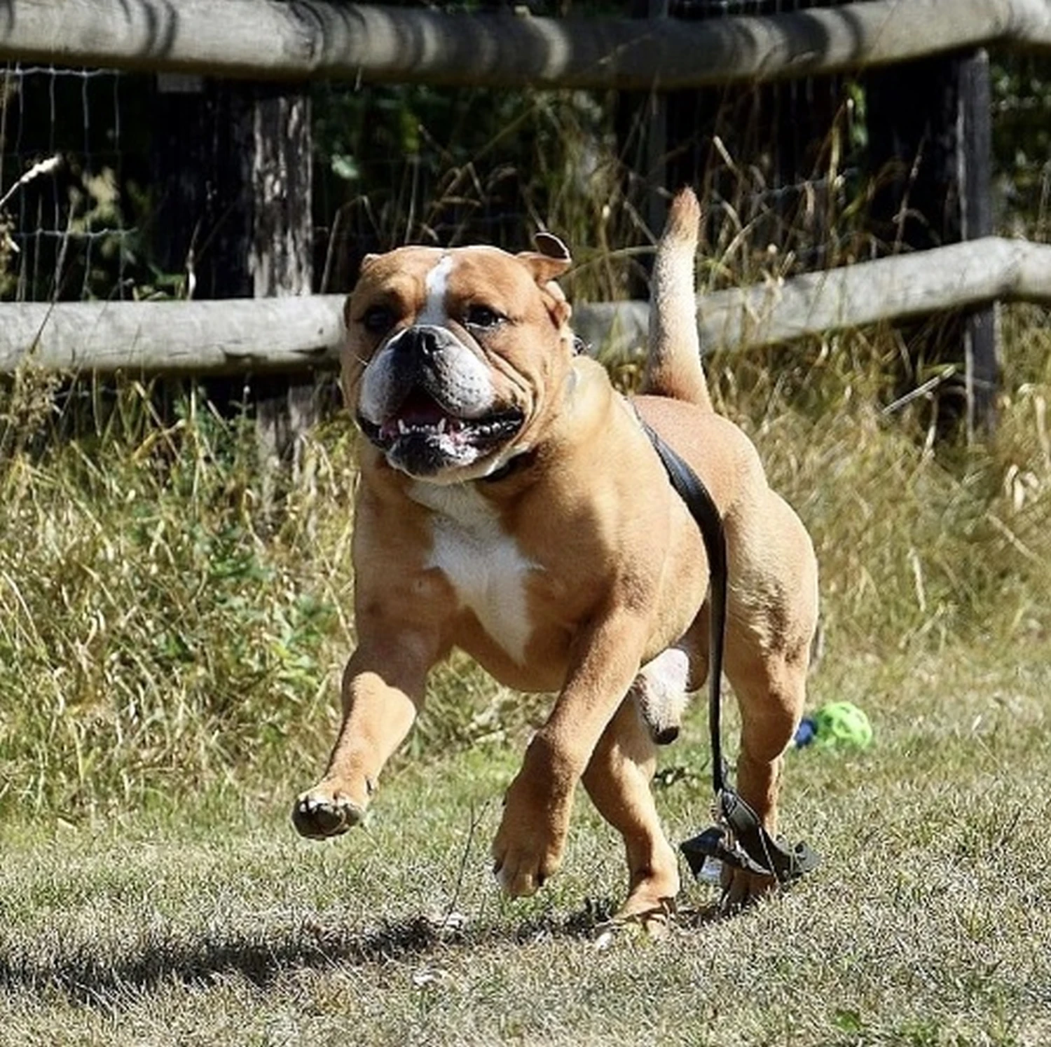 Hund Kraftwerk Bulls