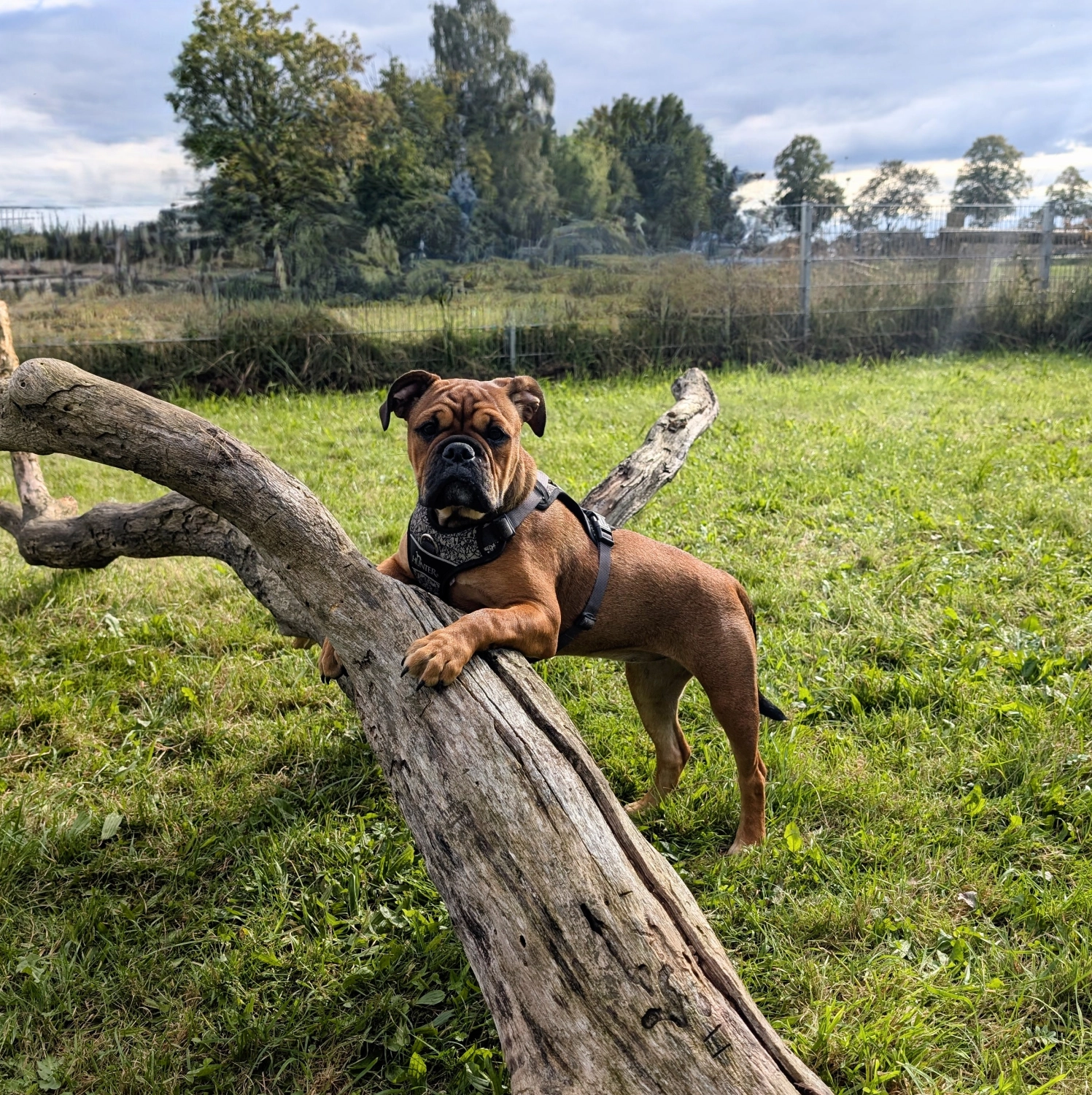 Hund Kraftwerk Bulls