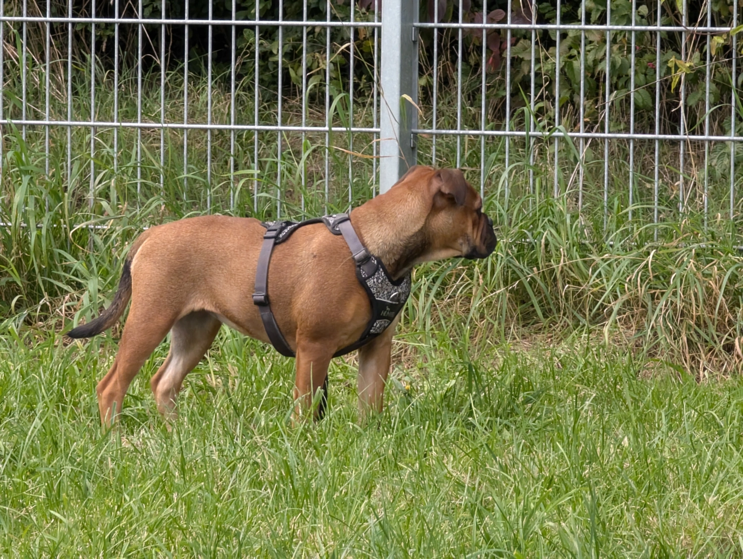 Hund Kraftwerk Bulls